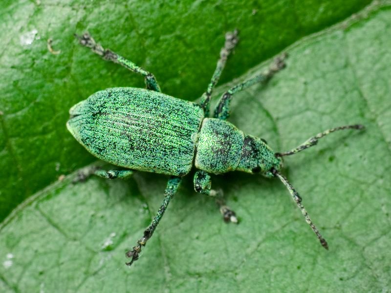 Phyllobius thalassinus Gyllenhal, 1834